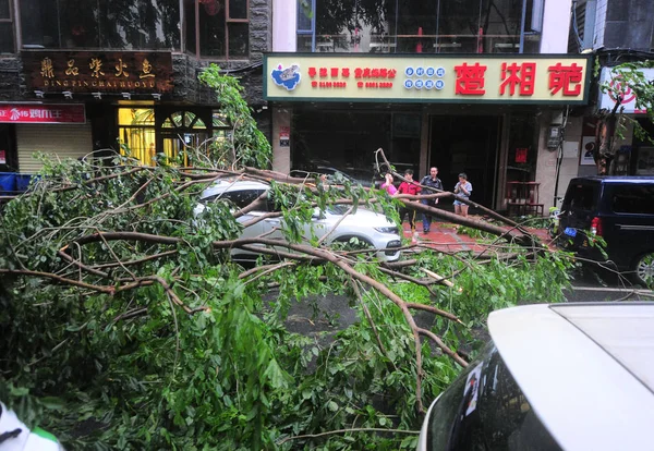 Las Ramas Los Árboles Rotas Por Fuerte Viento Causado Por — Foto de Stock