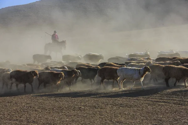 카자흐스탄 목동은 목초지에서 가축과 중국의 위구르 지역에서 목초지로 2017 — 스톡 사진