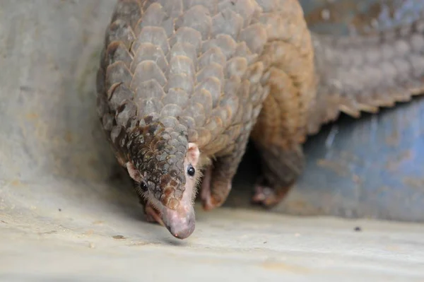 Pangolin Para Ser Libertado Volta Para Natureza Sul China Retratado — Fotografia de Stock