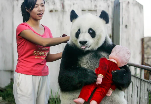 File Basi Panda Gigante Más Antiguo Del Mundo Que Murió — Foto de Stock