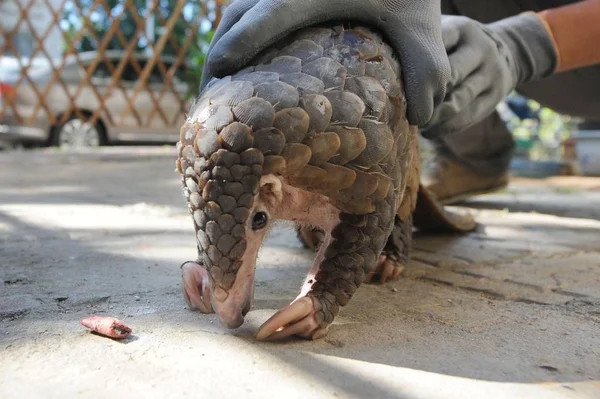 Pangolin Released Back Wild Southern China Pictured Being Rescued Qingdao — Stock Photo, Image