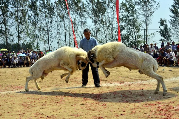 Yöre Litai Town Yanggu Lçesi Liaocheng Şehir Doğu Çin Shandong — Stok fotoğraf