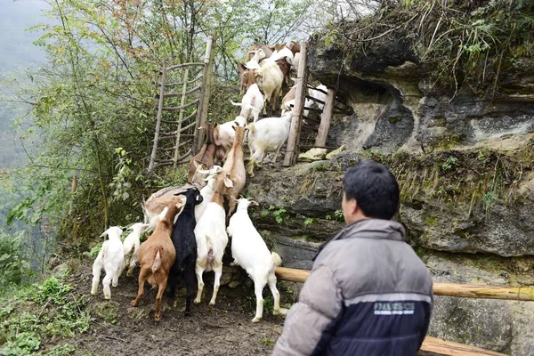 Chinese Farmer Zheng Yunguo Herds His Sheep Steep Mountain Baiyangping — 图库照片