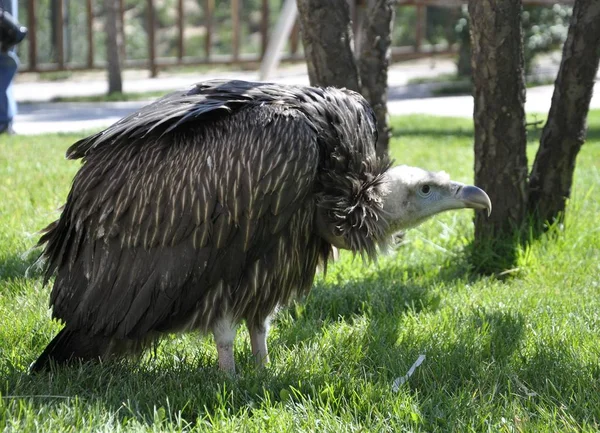 Primer Buitre Del Himalaya Criado Cautiverio China Zoológico Qinghai Tibet — Foto de Stock