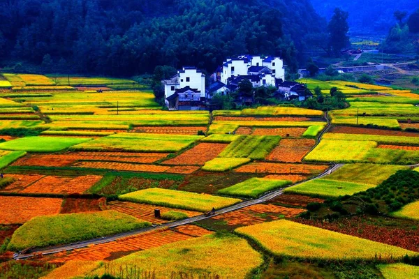 Táj Hántolatlan Rizs Mezők Chengcun Village Xiuning Megye Kaifeng Kelet — Stock Fotó