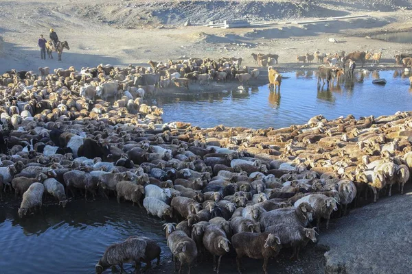 Een Kazachse Herder Grazen Een Kudde Vee Schapen Uit Zomer — Stockfoto