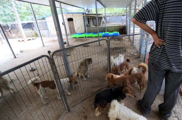 Hombre Chino Zhou Yusong Cuida Los Perros Callejeros Que Adoptó — Foto de Stock