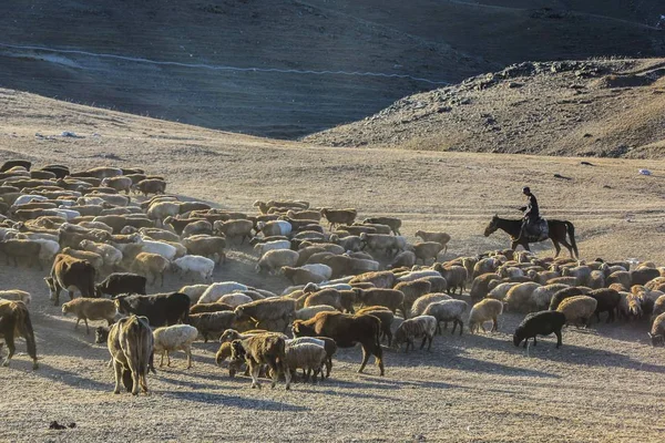 카자흐스탄 목동은 목초지에서 가축과 중국의 위구르 지역에서 목초지로 2017 — 스톡 사진