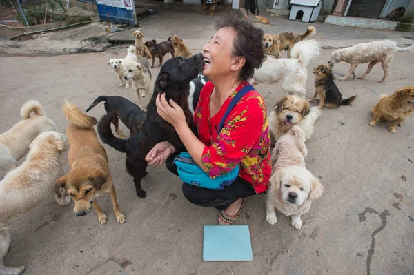 70岁的中国妇女陈云莲玩流浪狗由自己饲养的动物救援中心在成都市 中国西南部的四川省 2017年9月13日 — 图库照片