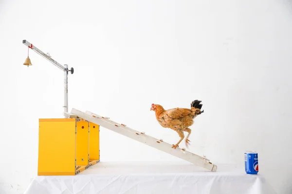 Hen Walks Top Wooden Ladder Pecks Bell Requests Its Owner — Stock Photo, Image