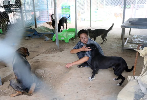 Hombre Chino Zhou Yusong Cuida Los Perros Callejeros Que Adoptó — Foto de Stock