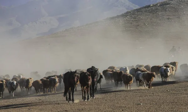 Een Kazachse Herder Grazen Een Kudde Vee Schapen Uit Zomer — Stockfoto