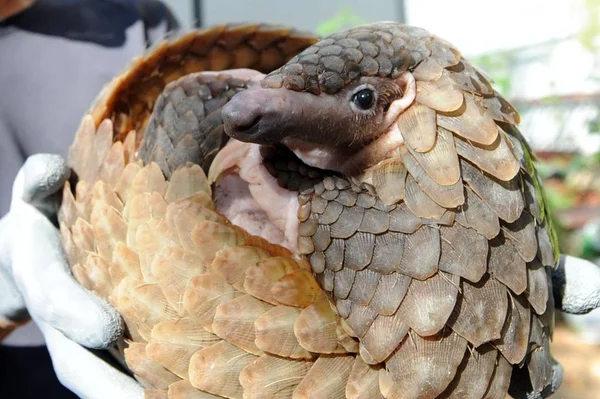 Een Pangolin Terug Het Wild Zuidelijk China Worden Vrijgegeven Wordt — Stockfoto