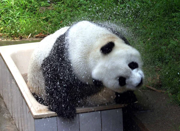 Basi World Oldest Giant Panda Who Died Age Equivalent More — 图库照片