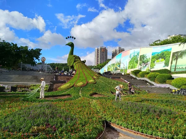 Giant Påfågel Tema Parterren Byggs Shenzhen Guangdong Provinsen Södra Kina — Stockfoto