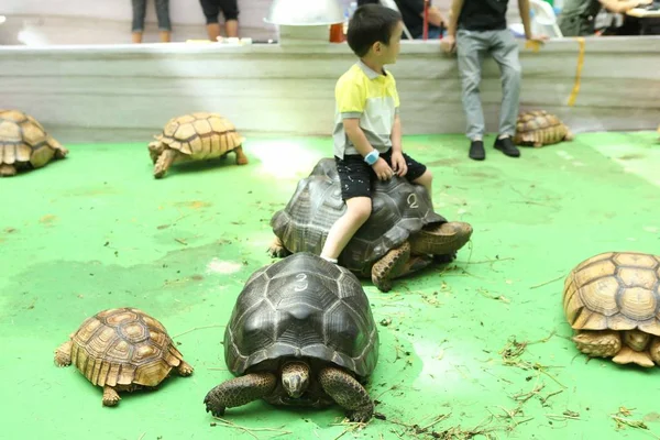 Ein Kind Sitzt Auf Einer Schildkröte Und Posiert Für Fotos — Stockfoto