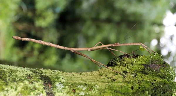 Das Längste Insekt Der Welt Ein 640 Millimeter Messendes Stabinsekt — Stockfoto