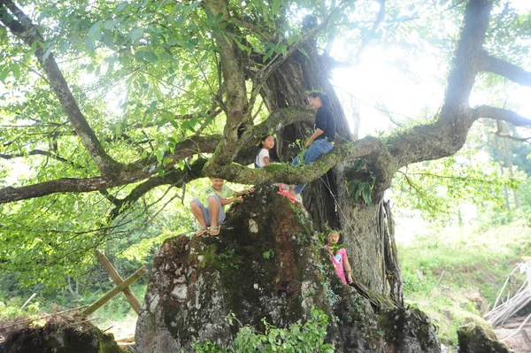 Çin Köylerinde Iki Tür Ile Antik Ağaç Altında Serin Zevk — Stok fotoğraf