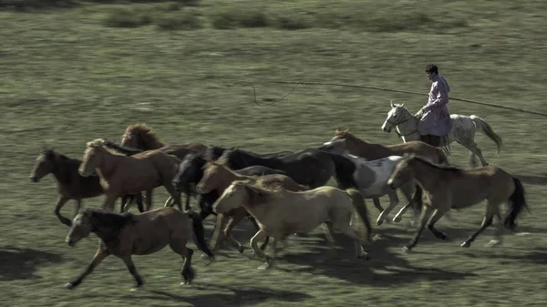 Galop Van Paarden Weide Van Bashang Chifeng Stad Noord China — Stockfoto