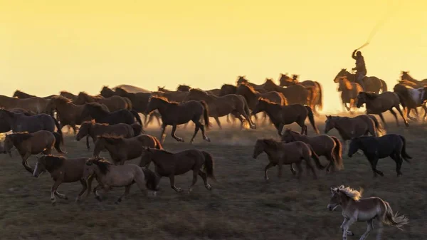 Galopp Bashang Legelőn Chifeng Város Észak Kína Belső Mongólia Autonóm — Stock Fotó