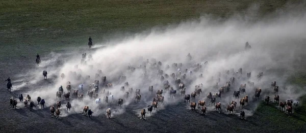 Horses Gallop Bashang Pasture Chifeng City North China Inner Mongolia — Stock Photo, Image