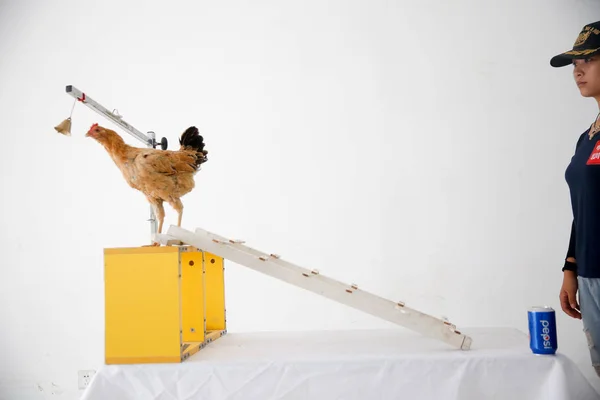 Hen Walks Top Wooden Ladder Pecks Bell Requests Its Owner — Stock Photo, Image