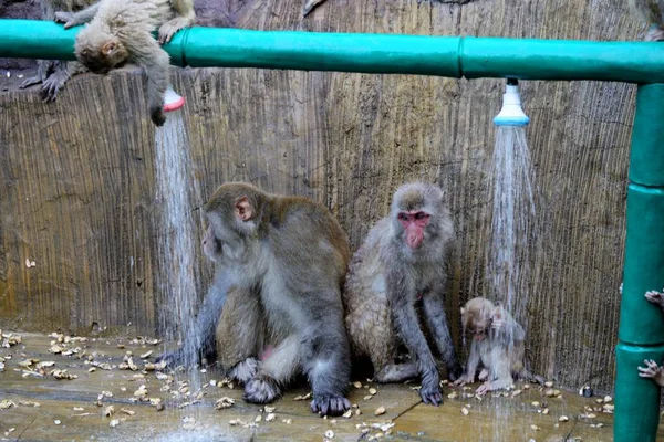 Macacos Selvagens Tomar Chuveiros Sob Tubos Água Para Refrescar Dia — Fotografia de Stock
