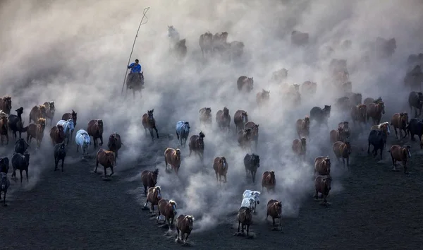 Galop Koni Pastwiskach Bashang Chifeng Miasta Północnej Części Chin Region — Zdjęcie stockowe