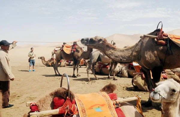 Camels Rest Crescent Spring Singing Sand Dunes Scenic Spot Dunhuang — Photo