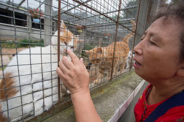 70岁的中国妇女陈云莲与流浪猫玩由自己饲养的动物救援中心在成都市 中国西南部的四川省 2017年9月13日 — 图库照片