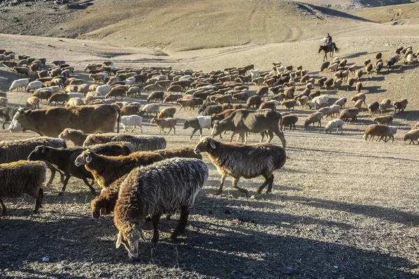 Казахський Пастух Пасеться Стадо Худоби Овець Літніх Пасовища Зимових Пасовищах — стокове фото