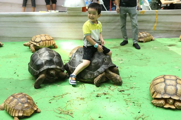 Ein Kind Sitzt Auf Einer Schildkröte Und Posiert Für Fotos — Stockfoto
