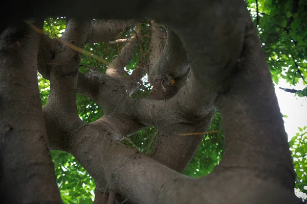 Träden Med Formen Kinesisk Stekt Deg Twist Eller Mahua Ses — Stockfoto