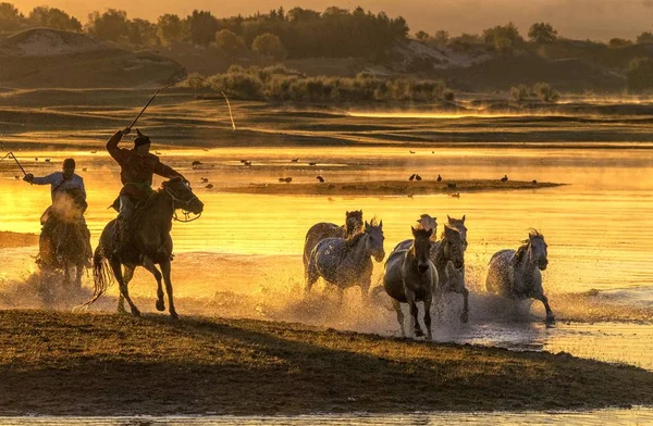 Horses Gallop Bashang Pasture Chifeng City North China Inner Mongolia — Stock Photo, Image