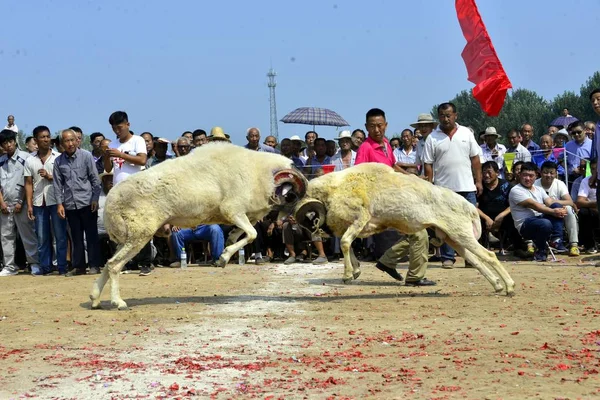 Yöre Litai Town Yanggu Lçesi Liaocheng Şehir Doğu Çin Shandong — Stok fotoğraf