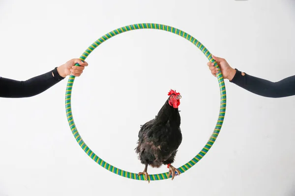 Una Gallina Mantiene Equilibrio Aro Hula Petición Propietario Zhang Huating — Foto de Stock