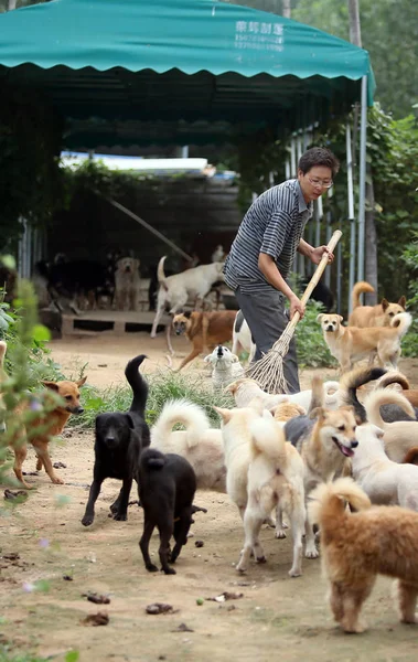 2017年9月14日 中国男子周玉松在中国中部河南省郑州市被他收养的流浪狗包围时 清理动物保护基地 — 图库照片