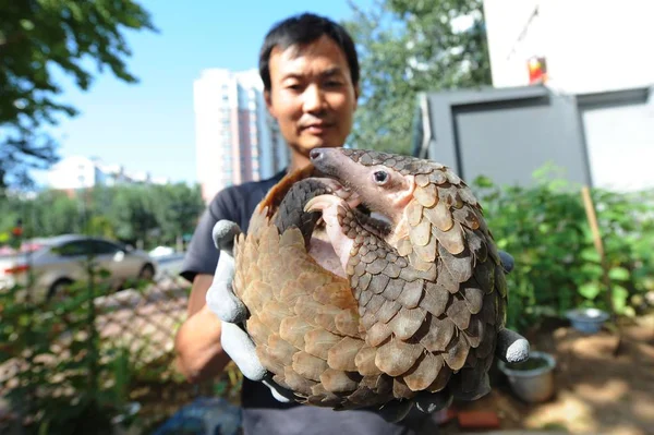 Pangolín Que Será Liberado Nuevo Naturaleza Sur China Representa Después —  Fotos de Stock