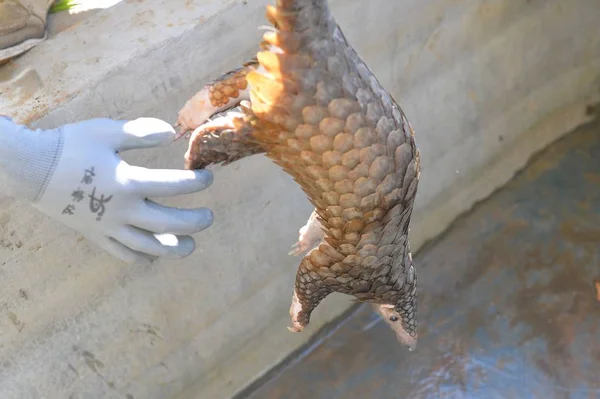 Pangolin Released Back Wild Southern China Pictured Being Rescued Qingdao — Stock Photo, Image