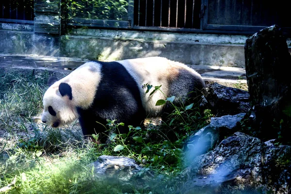 Tato Nefotografická Fotka Ukazuje Basi Nejstarší Obří Panda Světě Která — Stock fotografie