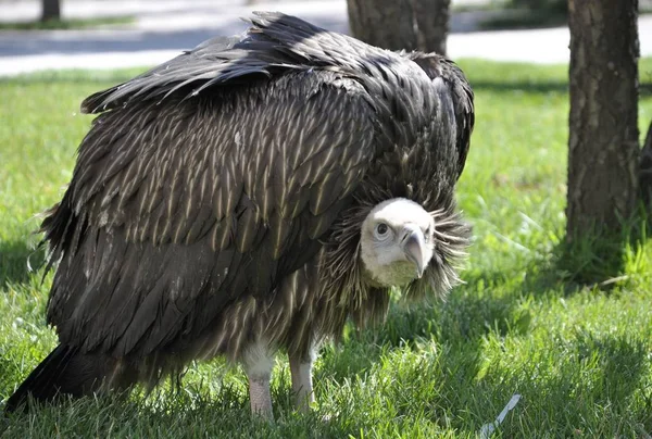 Primer Buitre Del Himalaya Criado Cautiverio China Zoológico Qinghai Tibet — Foto de Stock