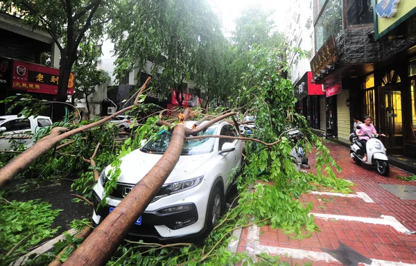 Coche Aplastado Por Árboles Desarraigados Por Fuerte Viento Causado Por — Foto de Stock