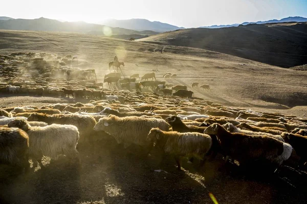 Een Kazachse Herder Grazen Een Kudde Vee Schapen Uit Zomer — Stockfoto