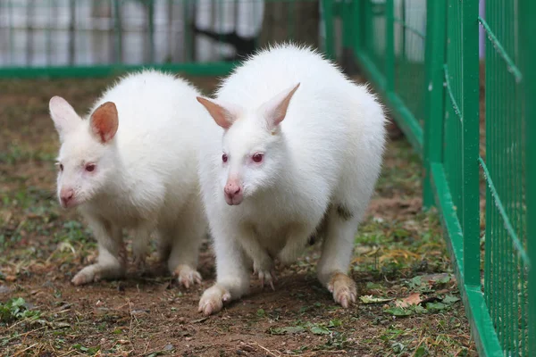 Avustralya Dan Iki Albino Wallabies Yantai Şehir Doğu Çin Shandong — Stok fotoğraf