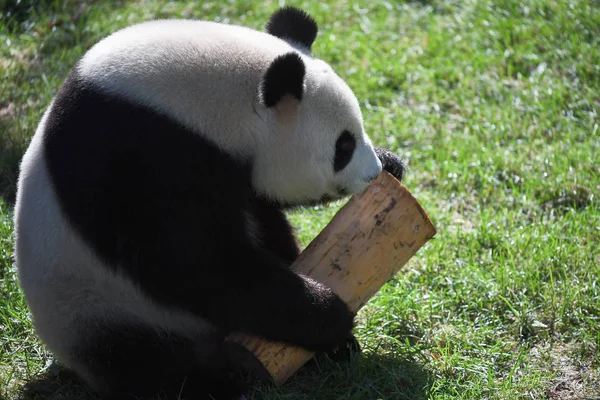Egy Óriás Panda Szórakozik Panda Hall Shenyang Forest Zoo Shenyang — Stock Fotó