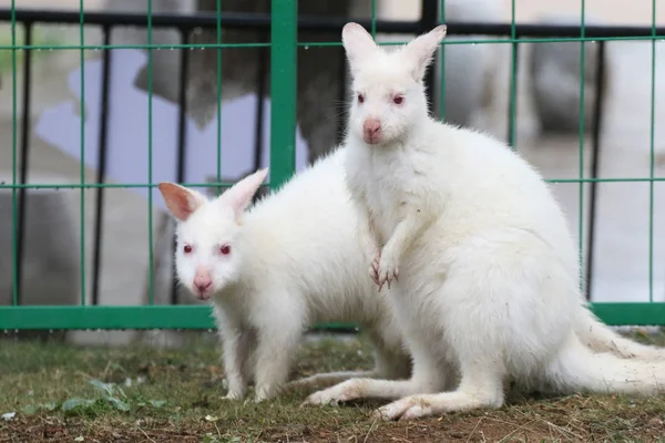 Két Albínó Wallabies Ausztráliából Látható Egy Állatkertben Yantai Város Kelet — Stock Fotó