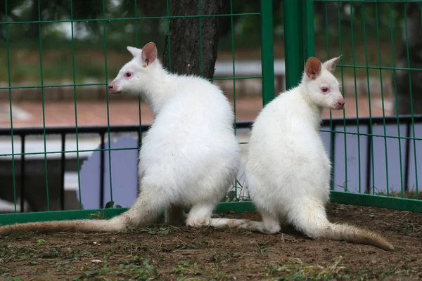 Two Albino Wallabies Australia Seen Zoo Yantai City East China — Stock Photo, Image