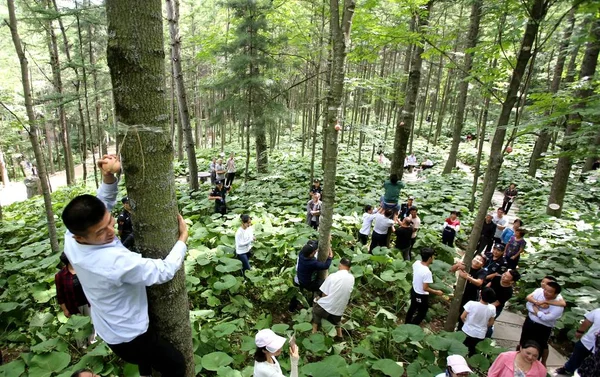 Cidadãos Chineses Competem Uma Competição Escalada Árvores Baiyun Mountain National — Fotografia de Stock
