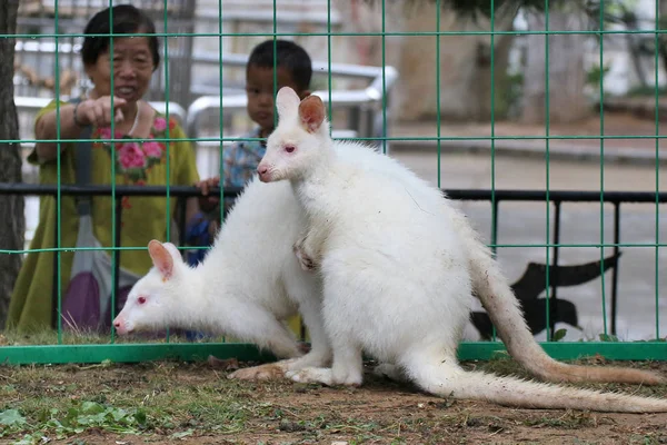 Dos Wallabies Albinos Australia Ven Zoológico Ciudad Yantai Provincia Shandong —  Fotos de Stock