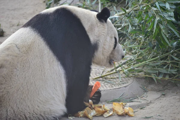 Panda Géant Mange Des Carottes Zoo Pékin Chine Janvier 2019 — Photo